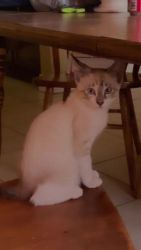 Siamese/Tabby Cats for sale in West Palm Beach, FL, USA. price: $20