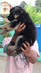 german shepherd Long coat puppy sale