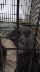 Bombay Cats for sale in Horn Lake, MS, USA. price: $150