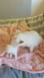 Balinese Cats for sale in Minneapolis, MN, USA. price: $500