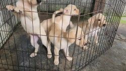 Labrador Retriever Puppies for sale in Kumbalangad - Kanjirakode Road, Wadakkanchery, Kerala 680623, India. price: 5,000 INR