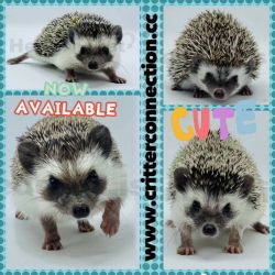 Hedgehog Accessories and Supplies