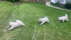 Adorable Purebred Samoyed Puppies