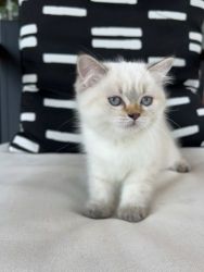Scottish Fold Cats for sale in Newburgh, IN 47630, USA. price: $1,800