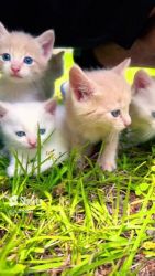 3 baby kittens need a loving home
