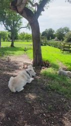 Central Asian Shepherd Puppies for sale in Fort Lauderdale, FL 33331, USA. price: NA