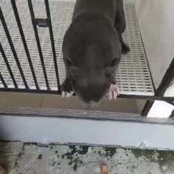 Cute bully and playful