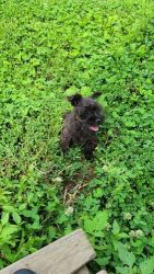 Miniature Schnauzer Puppies for sale in Bedford, IN 47421, USA. price: $500