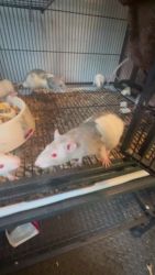 Feeder Rats Rodents for sale in Manchester, NH 03103, USA. price: $15