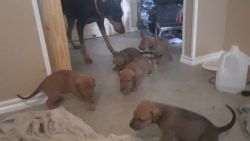 Black mouth cur puppies