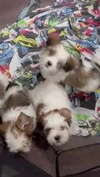Lhasa Apso Puppies for sale in Skates Cir, Buckingham, FL 33905, USA. price: $1,600