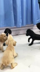 Top quality Cocker spaniel puppies for sale in Bangalore