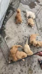 Labrador Retriever Puppies for sale in Indore, Madhya Pradesh, India. price: 9,999 INR