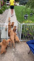 Labradoodle puppies for sale Franklin in.