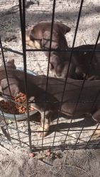 Doberman Pinscher Puppies for sale in 1801 Couch Pl, Colorado Springs, CO 80911, USA. price: $500