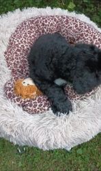 Double Doodle Puppies for sale in Springfield, IL, USA. price: NA