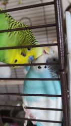 4parakeets for sale