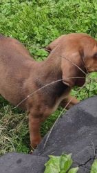 Coonhound Puppies for sale in Lockwood, NY 14859, USA. price: $375