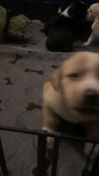 Lab/Beagle Puppies Born August