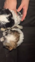 3 adorable 2 month old Shih Tzu puppies