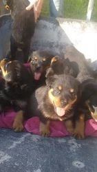 Rottweiler Puppies for sale in Orange, TX, USA. price: $100,000