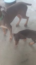 Doberman Pinscher Puppies for sale in 1801 Couch Pl, Colorado Springs, CO 80911, USA. price: $400