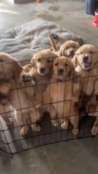 Golden retriever puppy for sell