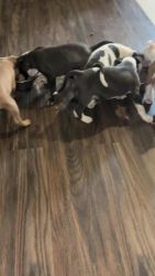 American Staffordshire Terrier Puppies for sale in Springfield Gardens, Queens, NY 11434, USA. price: $700