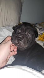 Shar-Pei Pup ISO his forever home!