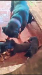 Rottweiler Puppies for sale in Chennai, Tamil Nadu 600034, India. price: 10,000 INR