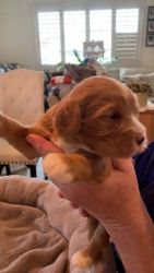 Cavapoo Puppies for sale in North Port, FL, USA. price: $2,500
