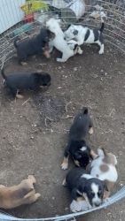 Blue Heeler/Pitt Puppies 9 wks old