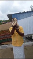 Labrador Retriever Puppies for sale in Salem, Tamil Nadu, India. price: 9,000 INR