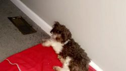 Toy Poodle Puppies for sale in Summerville, SC, USA. price: $650