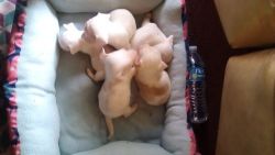 Chihuahua Puppies for sale in Moreno Valley, CA, USA. price: NA