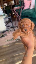 Toy Poodle Puppies for sale in East Lansdowne, PA 19050, USA. price: $1,800