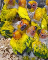 Sun Conure Birds for sale in Houghton, MI 49931, USA. price: $300