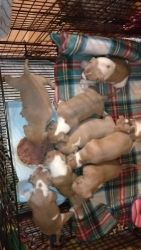 American Bully Puppies for sale in Houston, Texas. price: $4,500