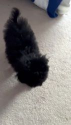 Black male toy poodle