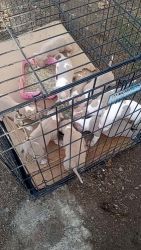 American Pit Bull Terrier Puppies for sale in Richmond, CA 94801, USA. price: $300