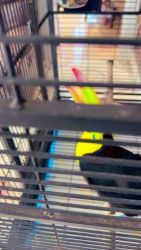 Toucan Birds for sale in Los Angeles, California. price: $7,000