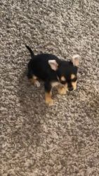 Yorkshire Terrier Puppies for sale in Kernersville, NC 27284, USA. price: NA