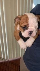 English Bulldog Puppies for sale in San Fernando, California. price: $2,500