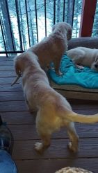 Golden Retriever Puppies for sale in Kalispell, Montana. price: $1,000