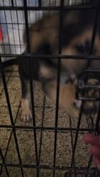 German Shepherd Puppies for sale in Greenwood, Indiana. price: $500