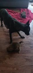 Dutch Smoushond Puppies for sale in Dumfries, Virginia. price: $350