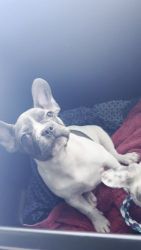 Hello two French bulldog for sale needs a forever home