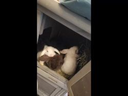 Holland Lop Rabbits for sale in Bridgeport, Connecticut. price: $250
