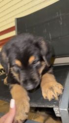 German Shepherd Puppies for sale in Liverpool, New South Wales. price: $800