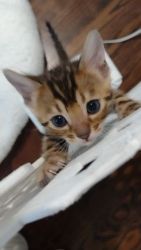 Bengal Cats for sale in Parker, Colorado. price: NA